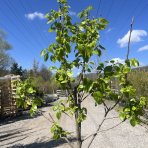 Ebenovník rajčiakový (Diospyros kaki) HURMIKAKI ´MUSCAT´– výška 150–170 cm, obvod kmeňa 4/6 cm, kont. C10L (-18°C)
